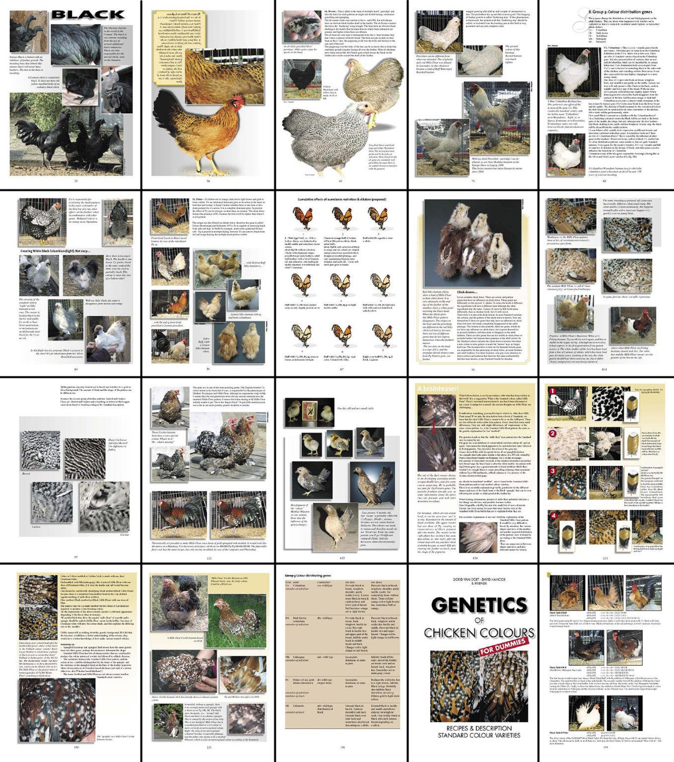 genetics-of-chicken-colours-book-chickencolours