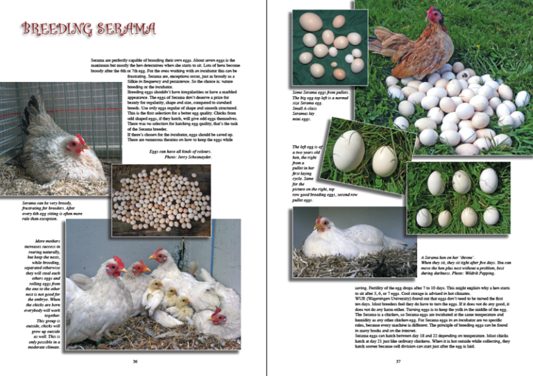 The New Serama book – CHICKENCOLOURS.com