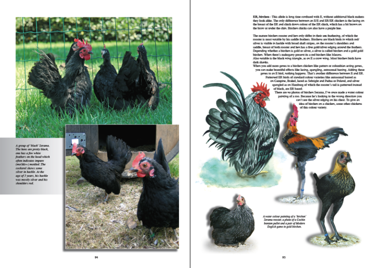 The New Serama book – CHICKENCOLOURS.com