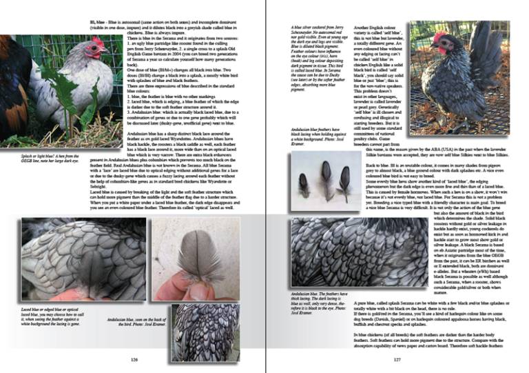 The New Serama book – CHICKENCOLOURS.com