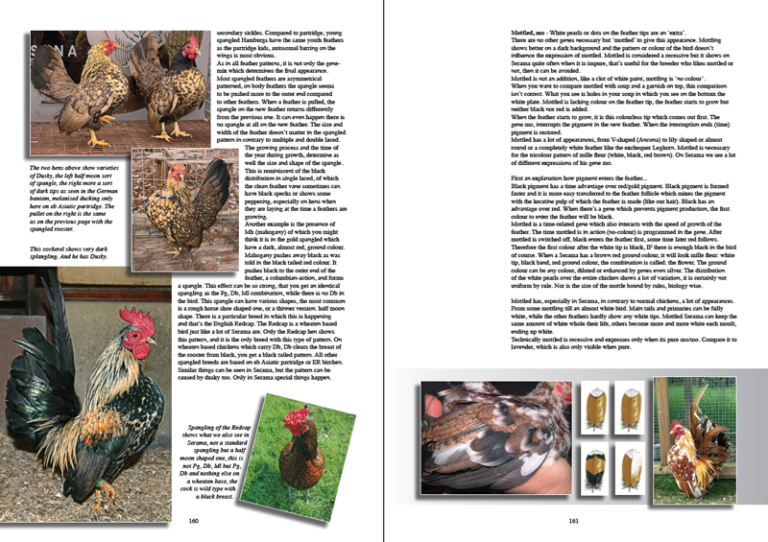 The New Serama book – CHICKENCOLOURS.com