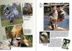 The New Serama book – CHICKENCOLOURS.com