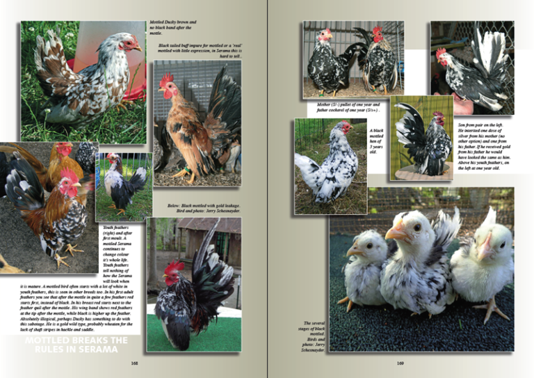 The New Serama book – CHICKENCOLOURS.com