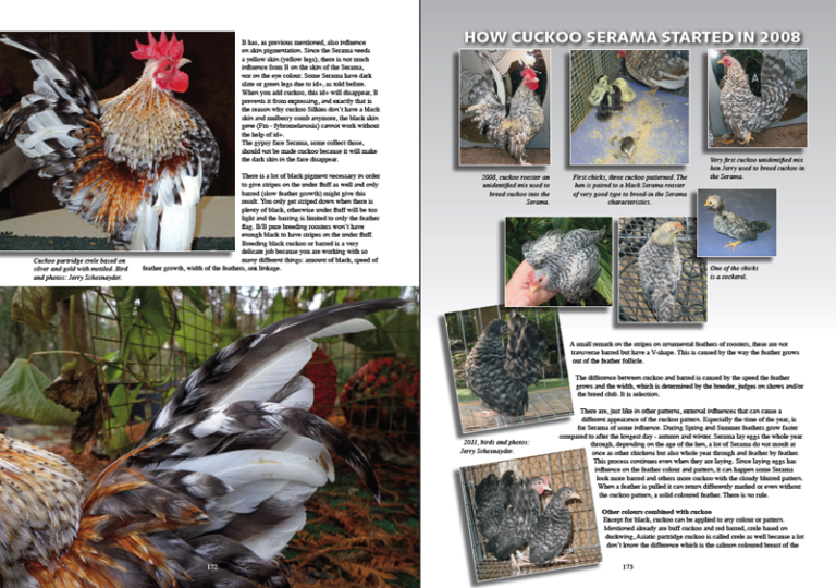 The New Serama book – CHICKENCOLOURS.com