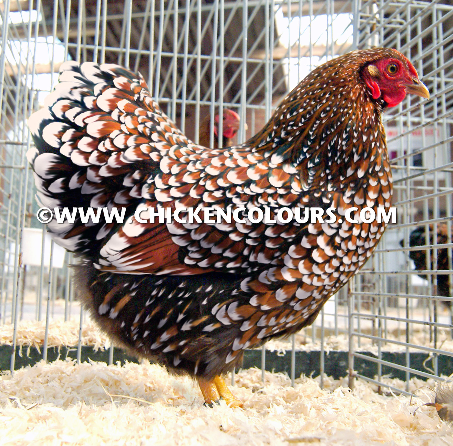 Articles-English – CHICKENCOLOURS.com